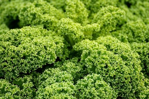 **"Ukryte pułapki w menu wegańskim: Jak uniknąć składników wysokohistaminowych w wegańskich restauracjach w [Nazwa Miasta]?"** - 1 2025